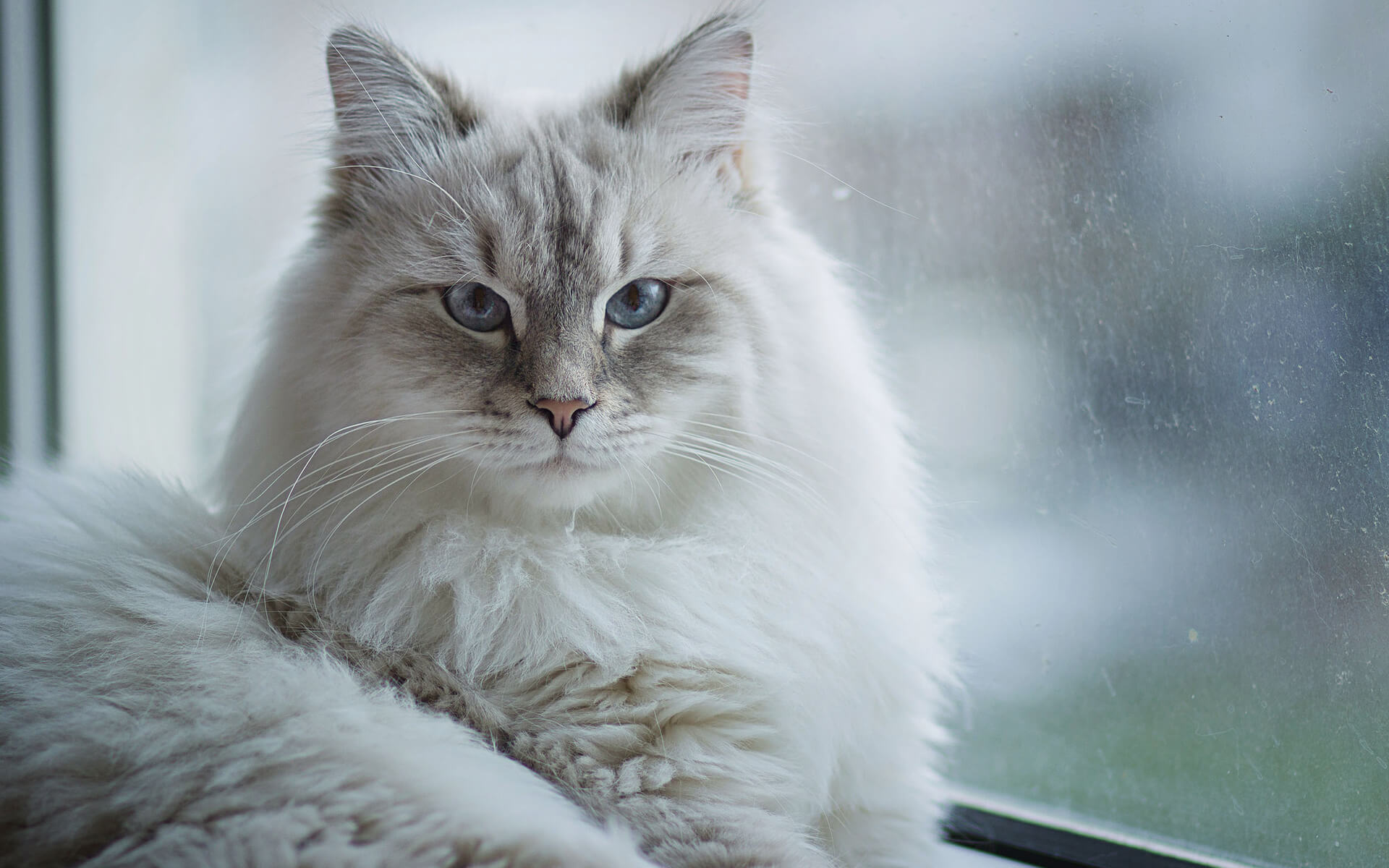 Neva Masquerade Steckbrief Mein Haustier