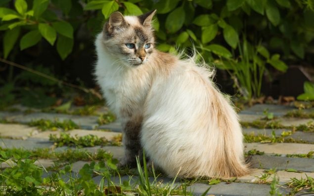 Eine Neva Masquerade Katze sind entspannt im Garten