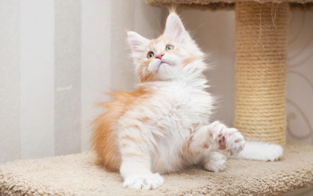 Main Coon Kätzchen mit Polydaktylie