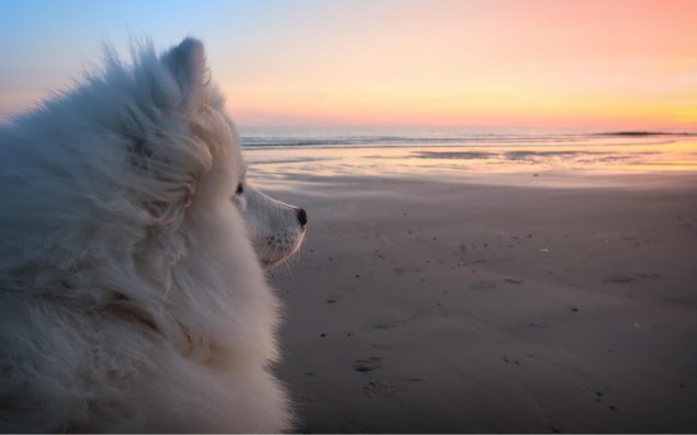 Samojede schaut bei Sonnenuntergang in die Ferne. Schnee und Eis im Hintergrund