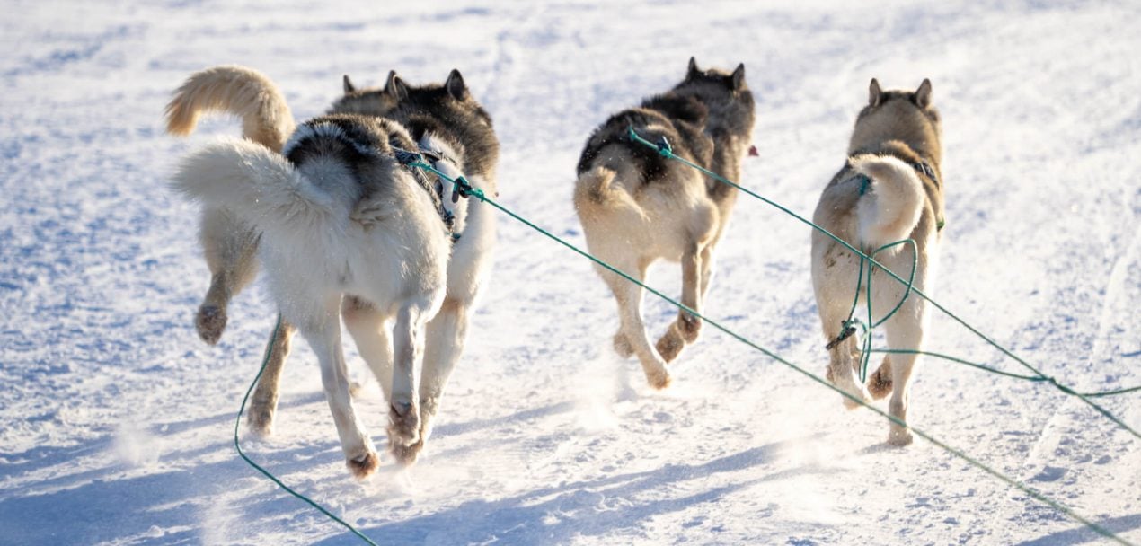 Schlittenhunde und Co. - Nordische Hunderassen im Überblick