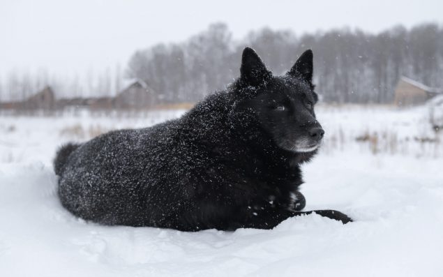 Laika Hund liegt im Schnee