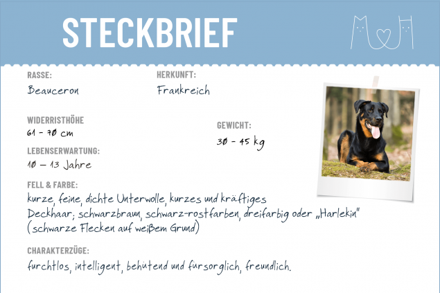 Steckbrief Beauceron
