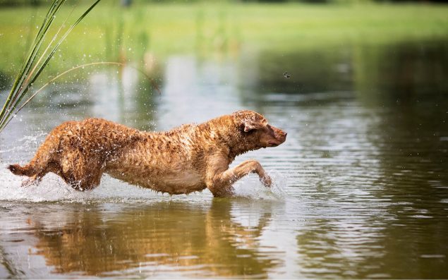 Chesapeake Bay Retriever springt ins Wasser