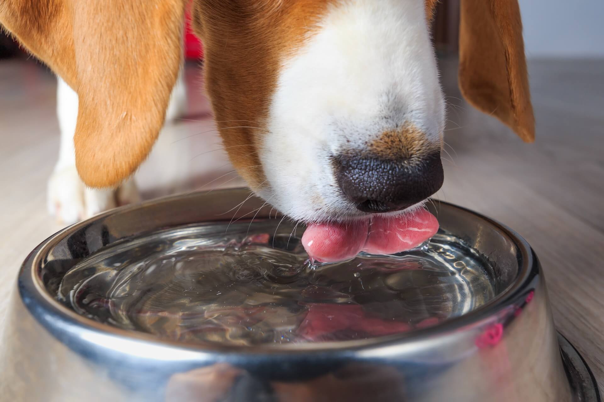 Lee Mug højdepunkt Blasenentzündung beim Hund - Was hilft gegen diese Krankheit?