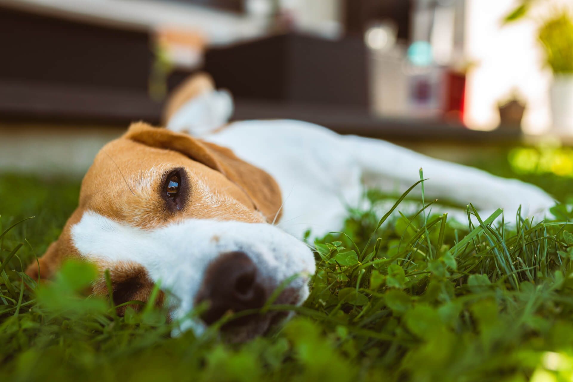 HundeGartenliege Chill Cool Der Sommer kann kommen!