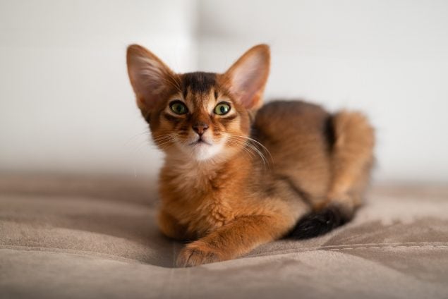 Somali Katze