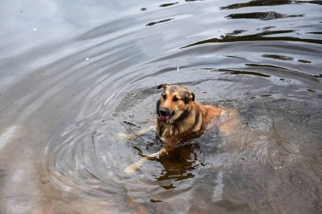 Blasenentzündung beim Hund