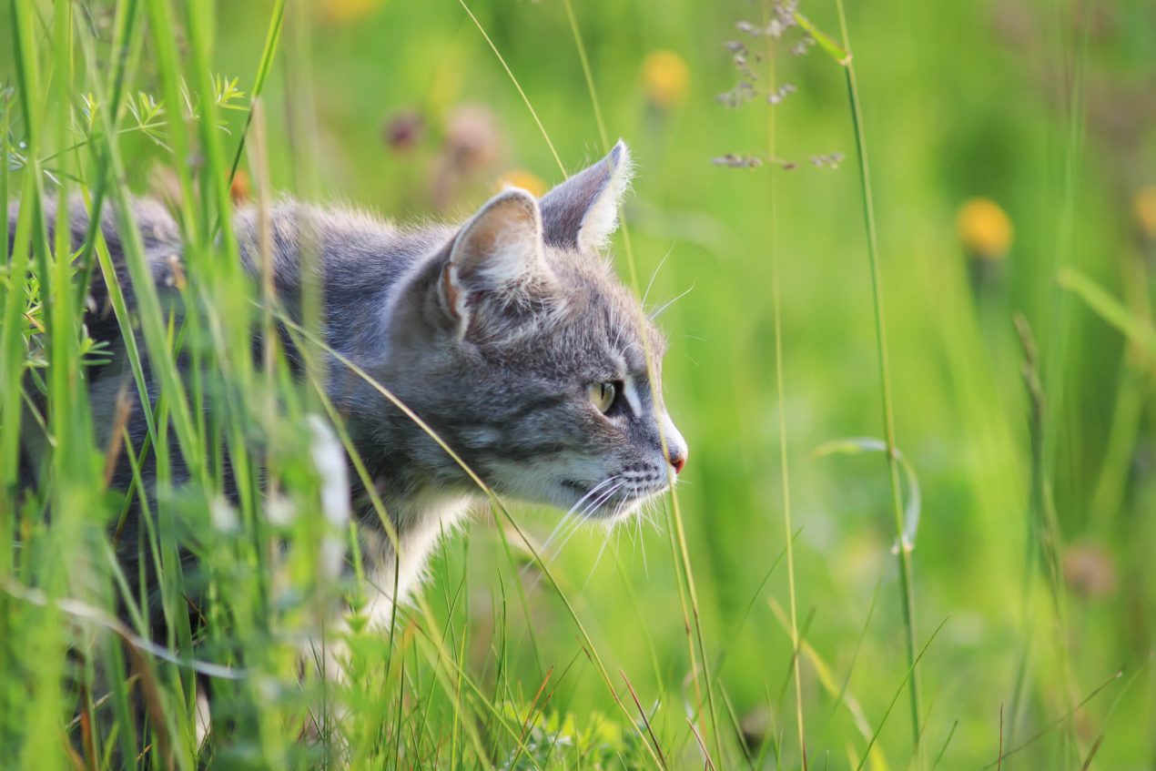 Die Hauskatze Geschichte und Herkunft des niedlichen Jägers