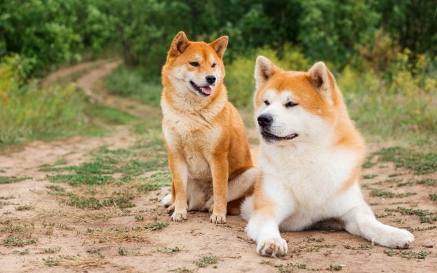 Akita und Shiba Inu sitzen auf einer Wiese zwei beliebte asiatische Hunderassen