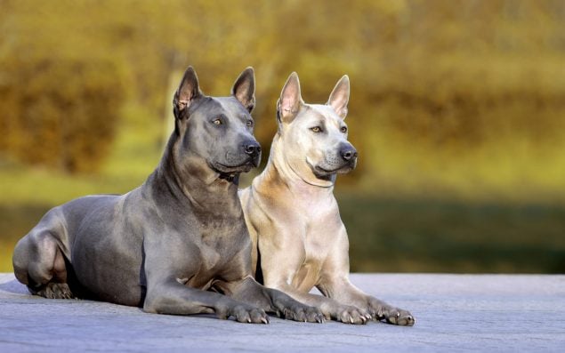 Asiatische Hunderassen vom Urtyp liegen entspannt auf dem Boden