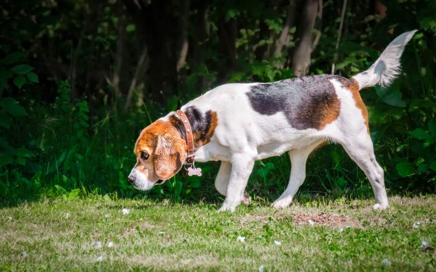 Bracke Beagle