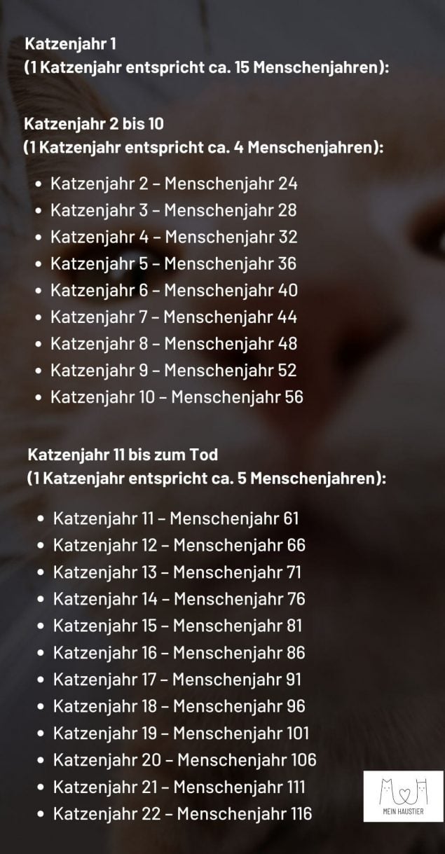 wie alt werden katzen