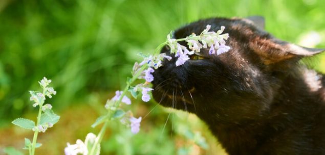 Die Katzenminze Warum ein ganz bestimmtes Kraut Katzen begeistert