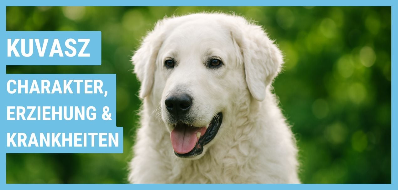 Kuvasz Ratgeber: Haltung, Wesen und Gesundheit
