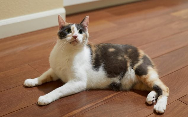 Manx Katze liegt entspannt auf dem Boden