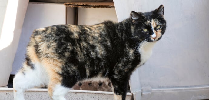 Manx Katze schaut in die Kamera