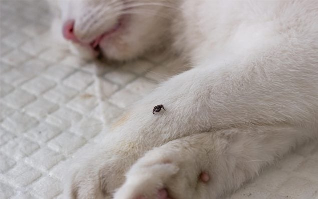 Zecken Parasiten bei Katzen