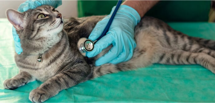 Parasiten bei Katzen, Katzen bei Untersuchung