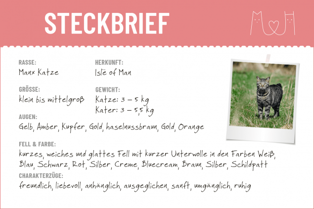 Steckbrief Manx Katze