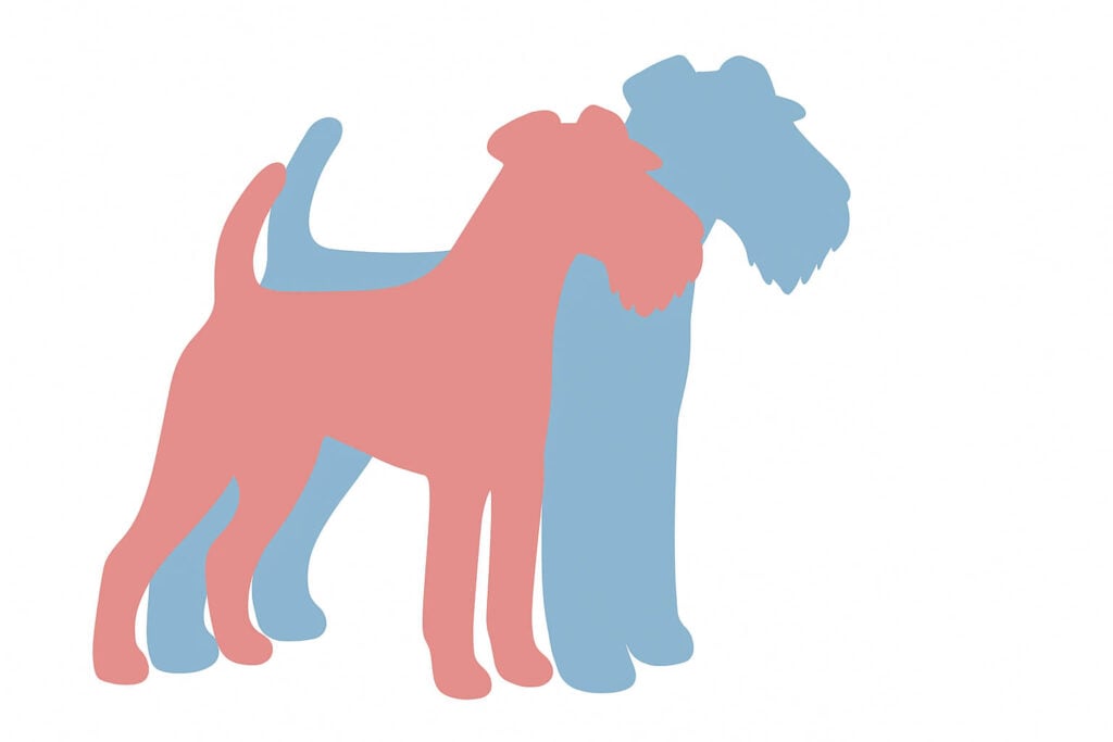 Welsh Terrier Geschlechtsunterschied
