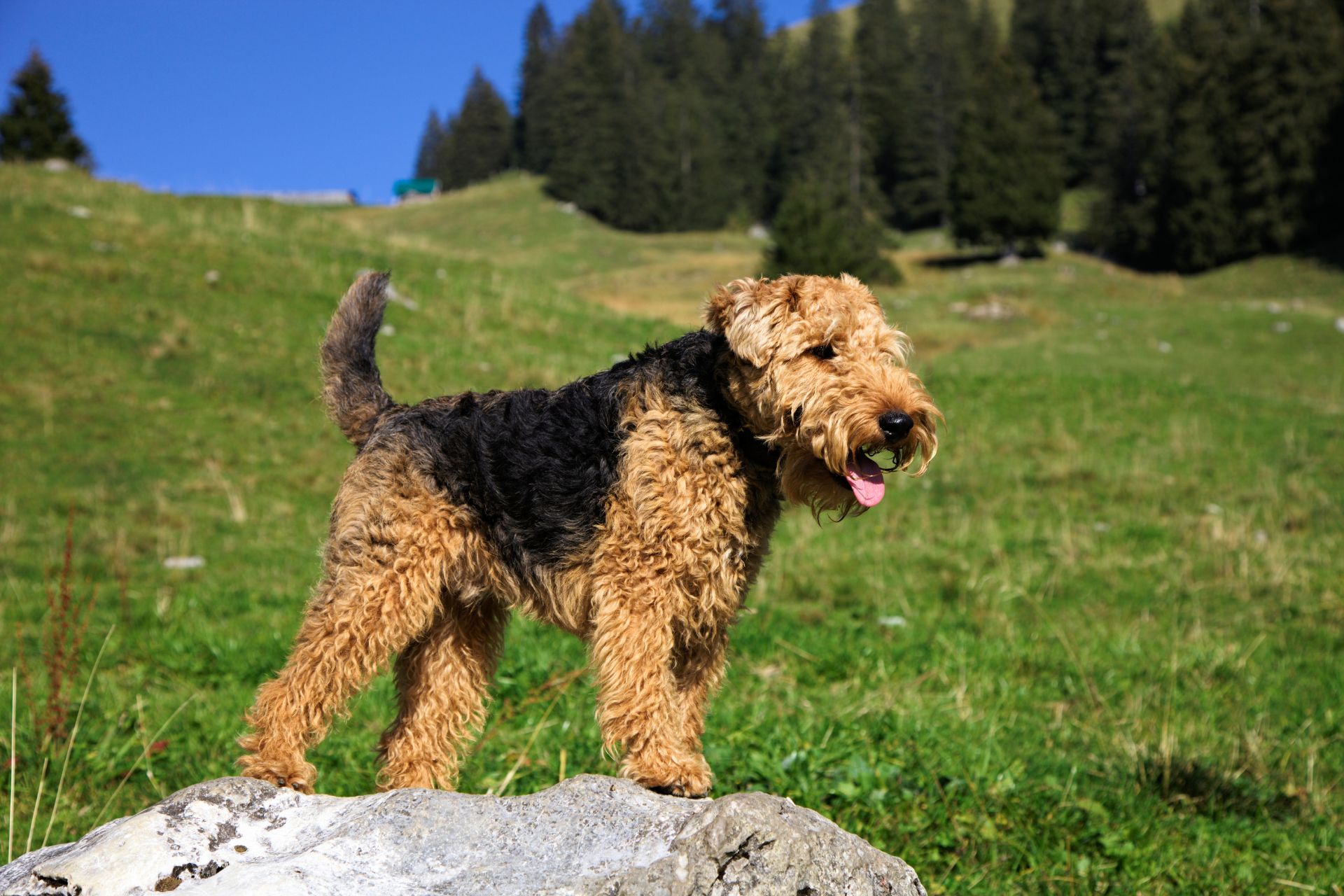 Welsh Terrier Welpe