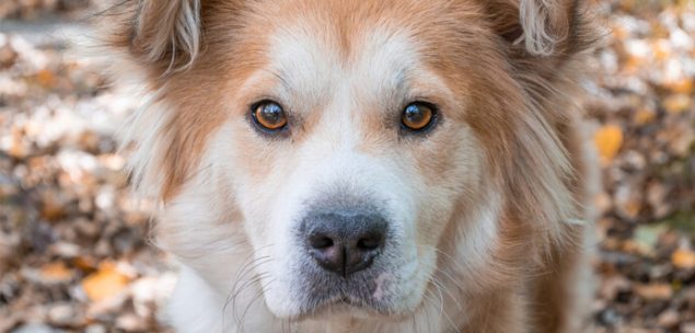 Zeckenschutz Hunde Halsband