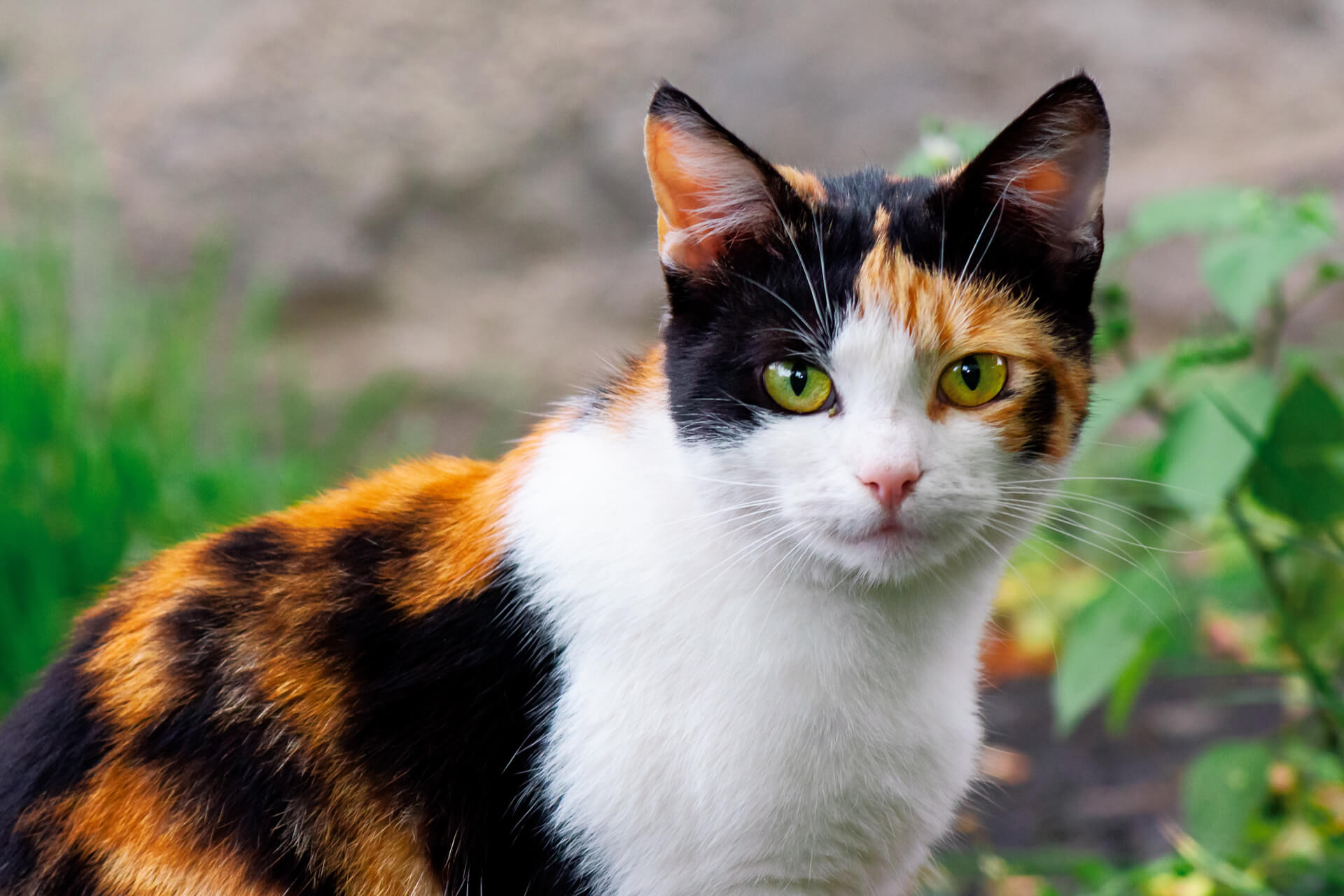 4 цветные кошки