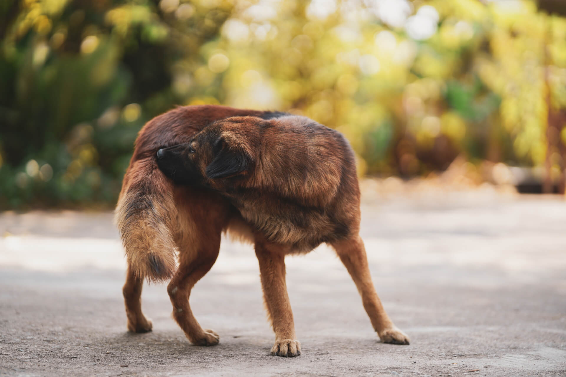 Peep synd artilleri Das Cushing-Syndrom beim Hund erkennen und behandeln