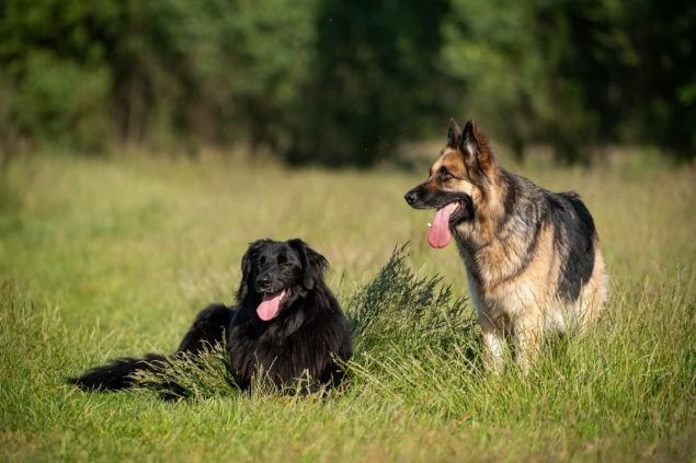 Deutsche Hunderassen