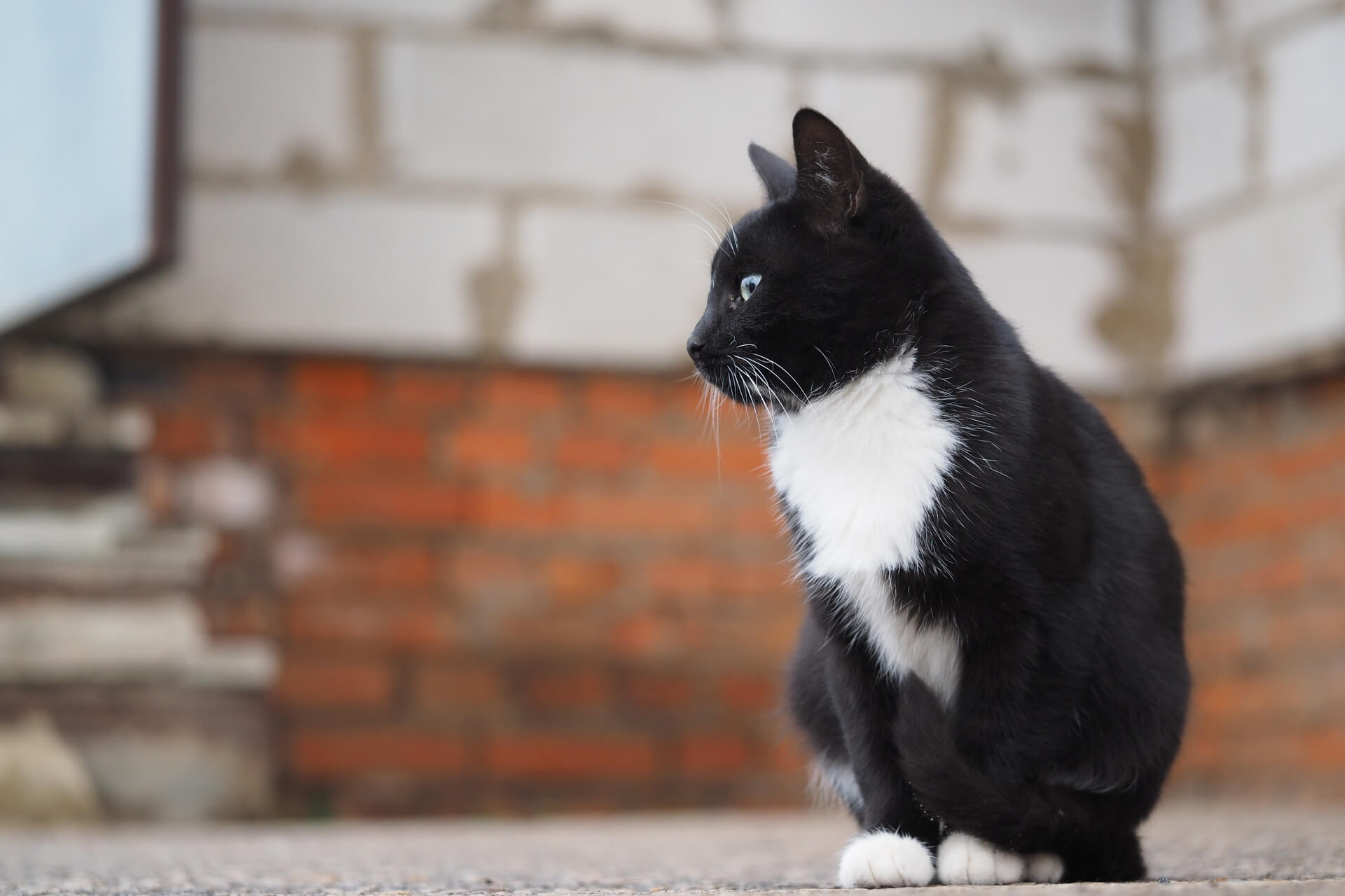 Toxoplasmose Ursachen, Symptome und Therapie
