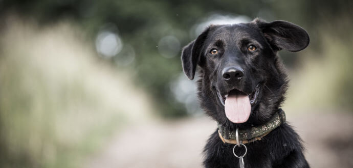AniOne Hundespielzeug