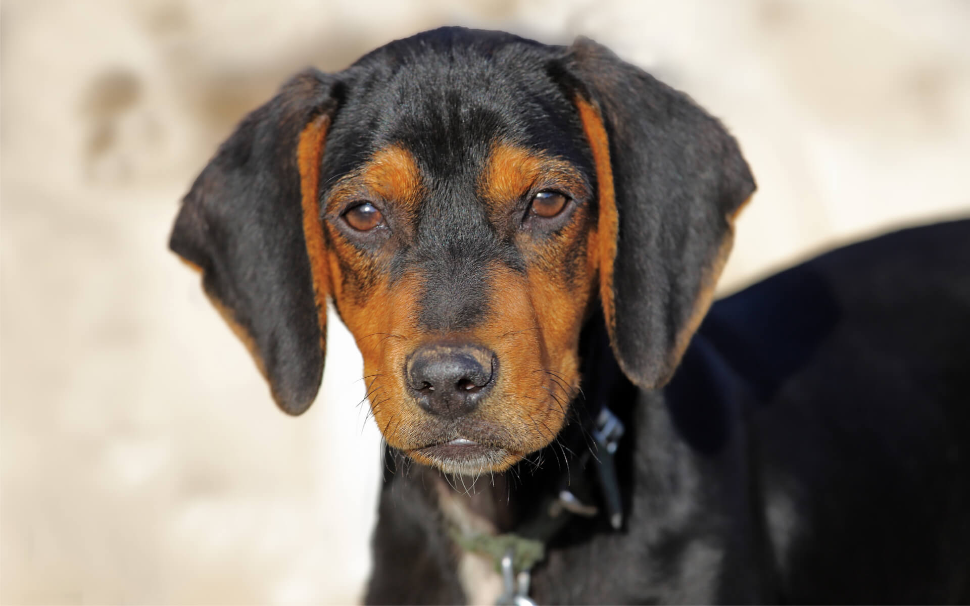 The Brandlbracke Dog Breed 3 Brandlbracke Highlights