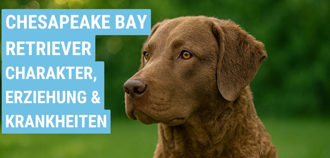 Chesapeake Bay Retriever Ratgeber: Haltung, Wesen und Gesundheit