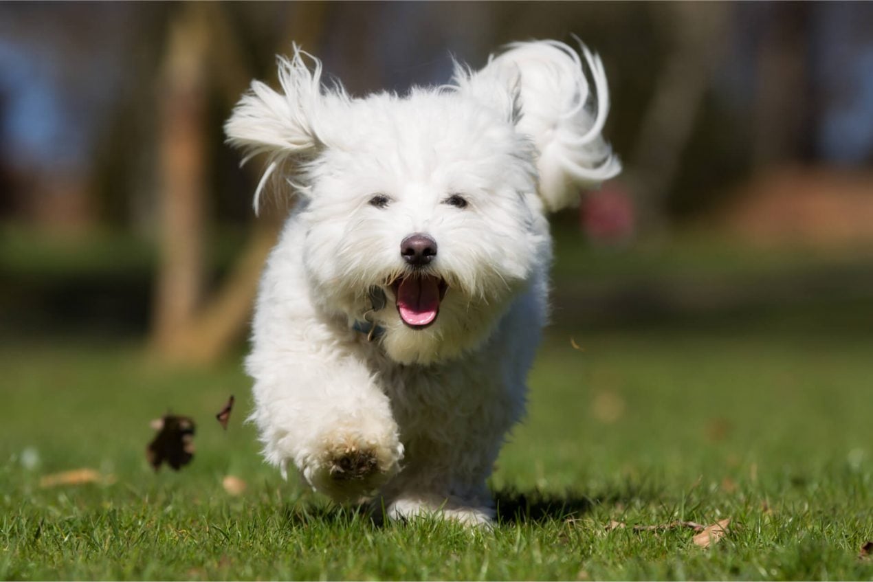 Coton de Tulear der fröhliche und flauschige Charmeur