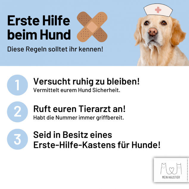 Erste Hilfe beim Hund leisten- Was muss ich im Notfall tun?