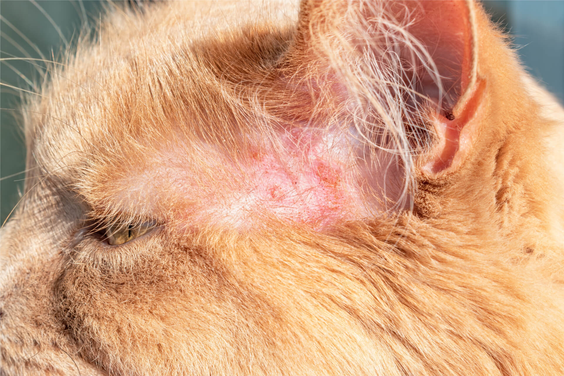 Orangene Katze mit Katzenpilz