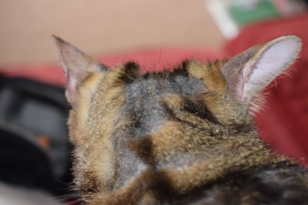 Katze mit Katzenpilz