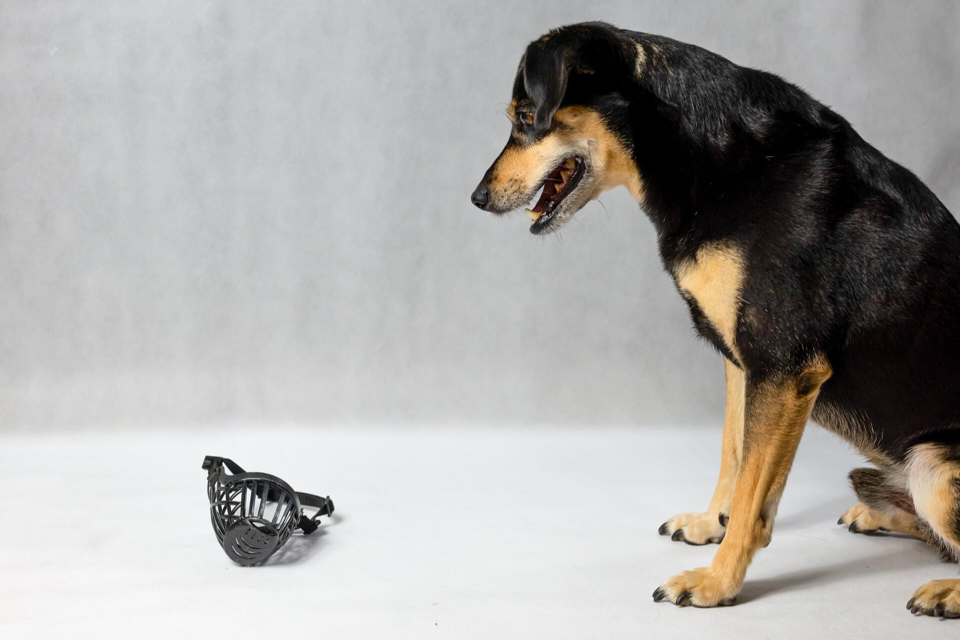 Hund starrt auf Maulkorb der auf dem Boden liegt