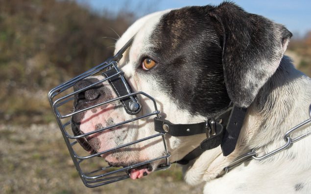 Hund mit übergezogenen Maulkorb