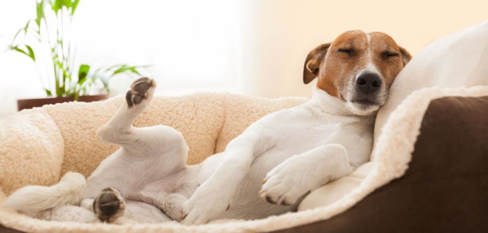 Orthopädische Hundebetten - schmerzfreier Schlaf