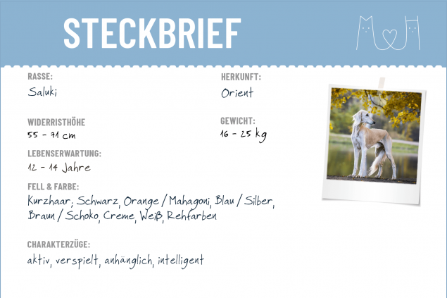 Steckbrief Saluki
