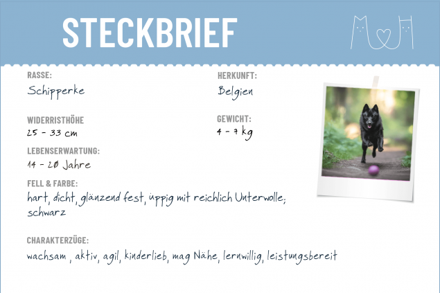 Steckbrief Schipperke