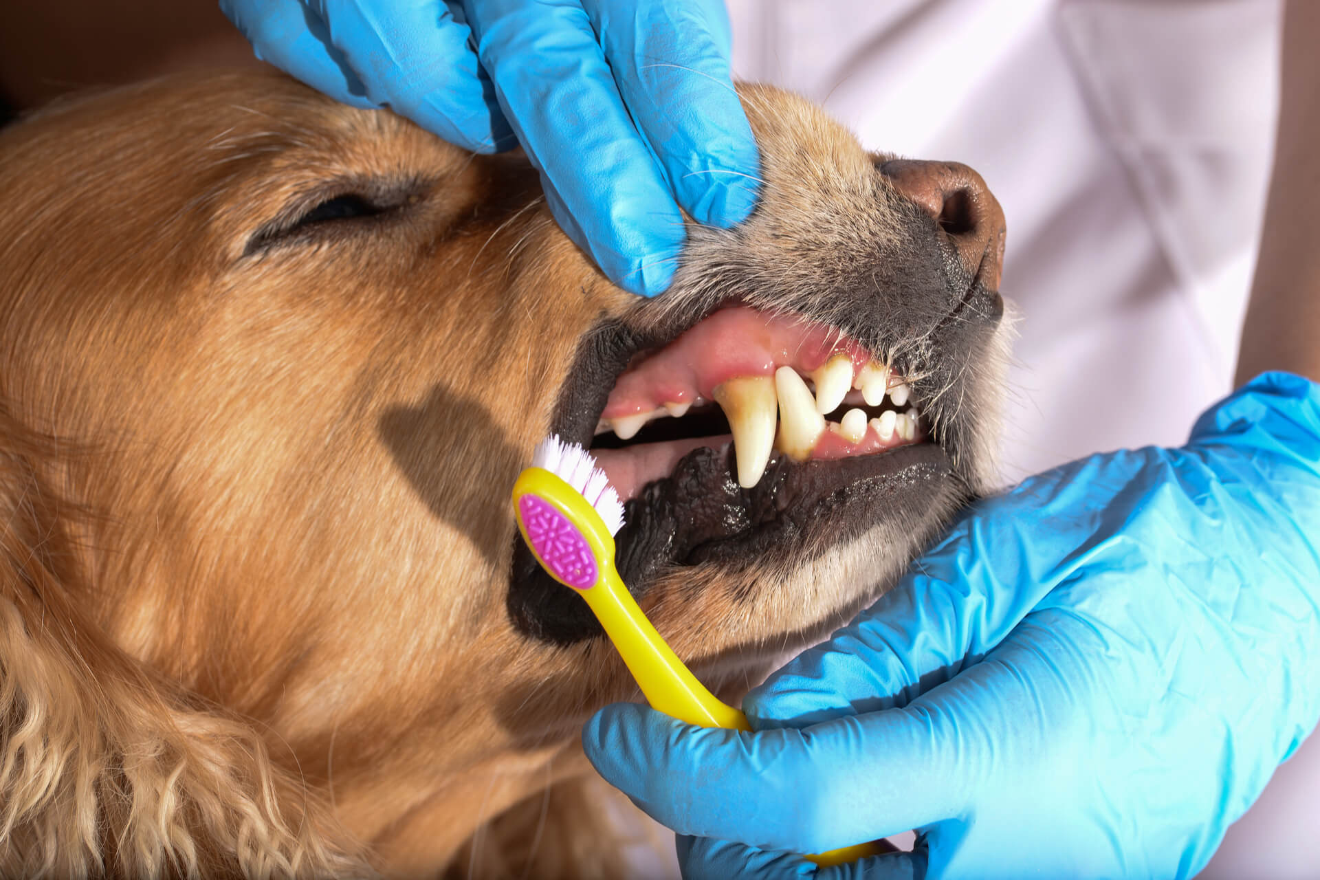 Почему собака часто открывает рот. Зубной камень у соаюау.