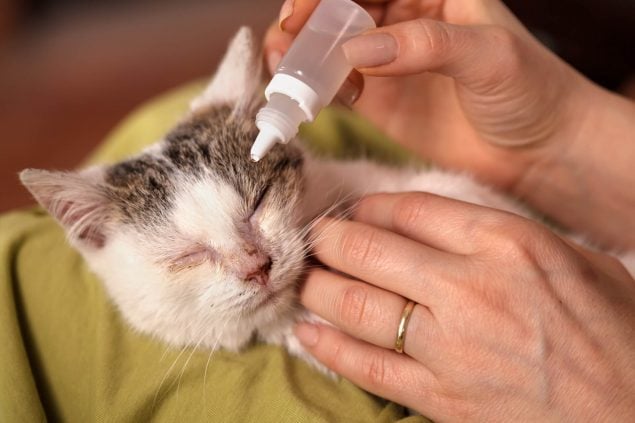 Bindehautentzündung bei Katzen: Die wichtigsten Fragen beantwortet