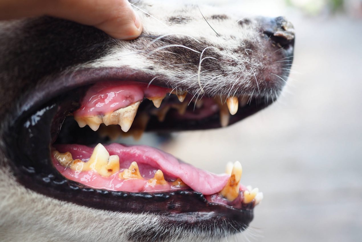 Mundgeruch beim Hund Mögliche Ursachen und was dagegen helfen kann