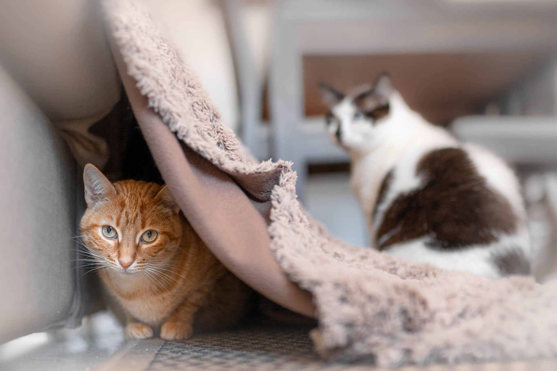 Katzenakne Wie ihr sie erkennt und wie sie behandelt wird