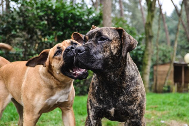 zwei Boerboels spielen