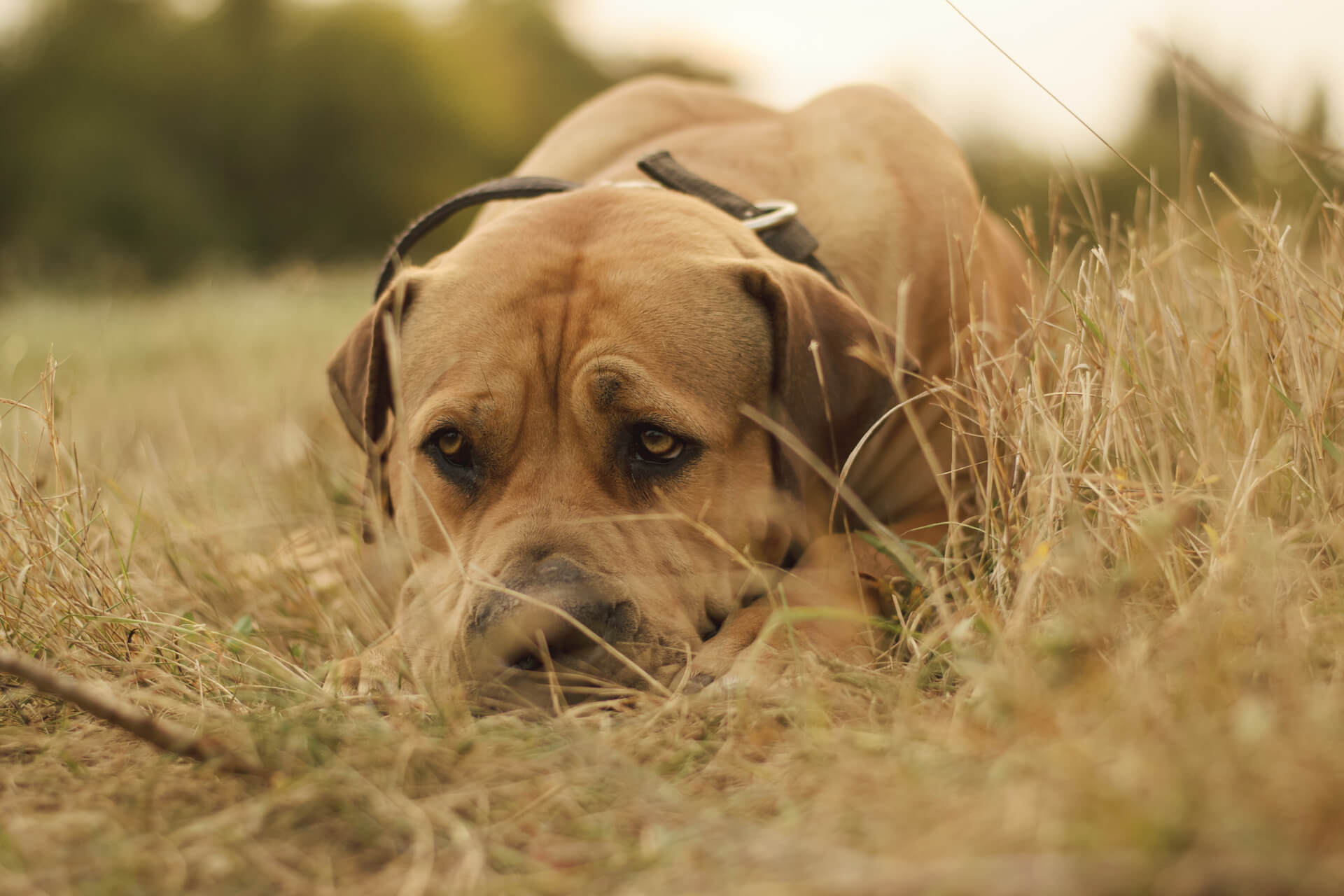 Boerboel liegt im Feld