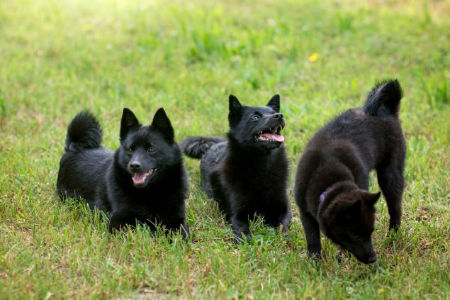 Schipperke Hunde auf einer Wiese